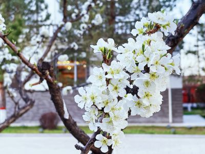 梨花開(kāi)了